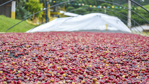 Fazenda Santuário Sul Washed Sudan Rume